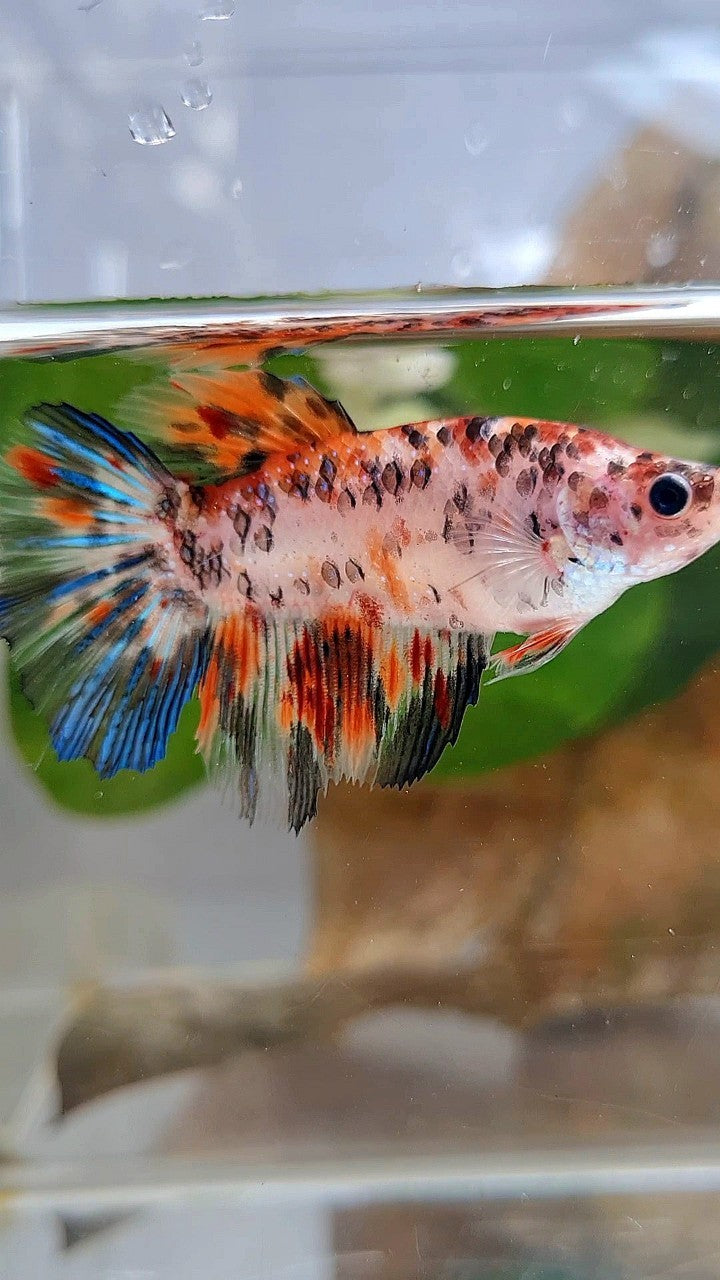FEMALE HALFMOON KOI TIGER MULTICOLOR BETTA FISH