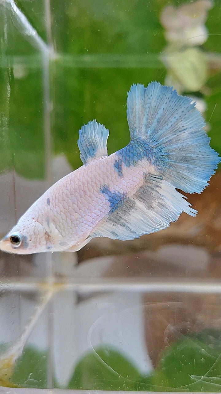 FEMALE HALFMOON WHITE BLUE MARBLE BETTA FISH