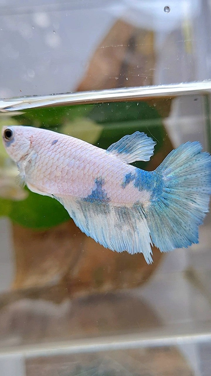 FEMALE HALFMOON WHITE BLUE MARBLE BETTA FISH