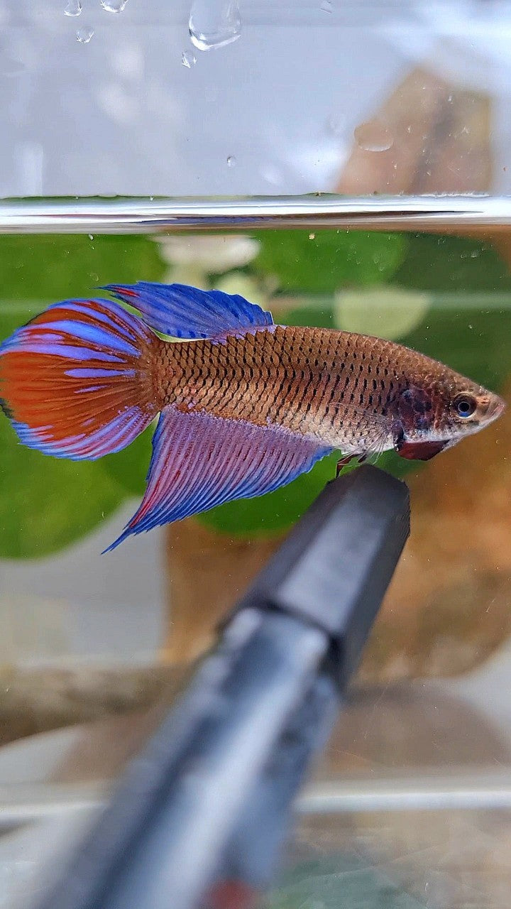 FEMALE VEILTAIL BLACK SAPPHIRE AVATAR BETTA FISH