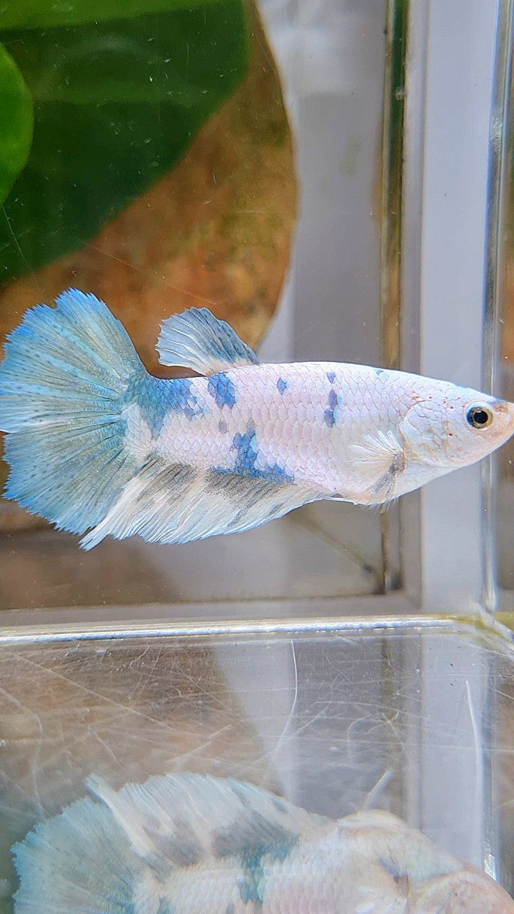 FEMALE HALFMOON WHITE BLUE MARBLE BETTA FISH