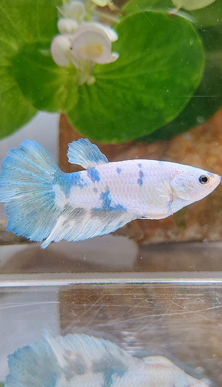 FEMALE HALFMOON WHITE BLUE MARBLE BETTA FISH