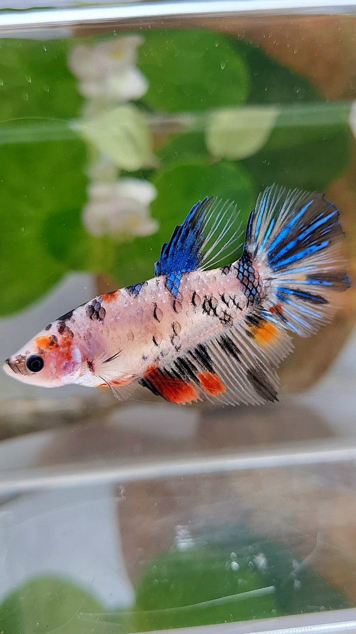 FEMALE HALFMOON KOI DOTS MULTICOLOR BETTA FISH