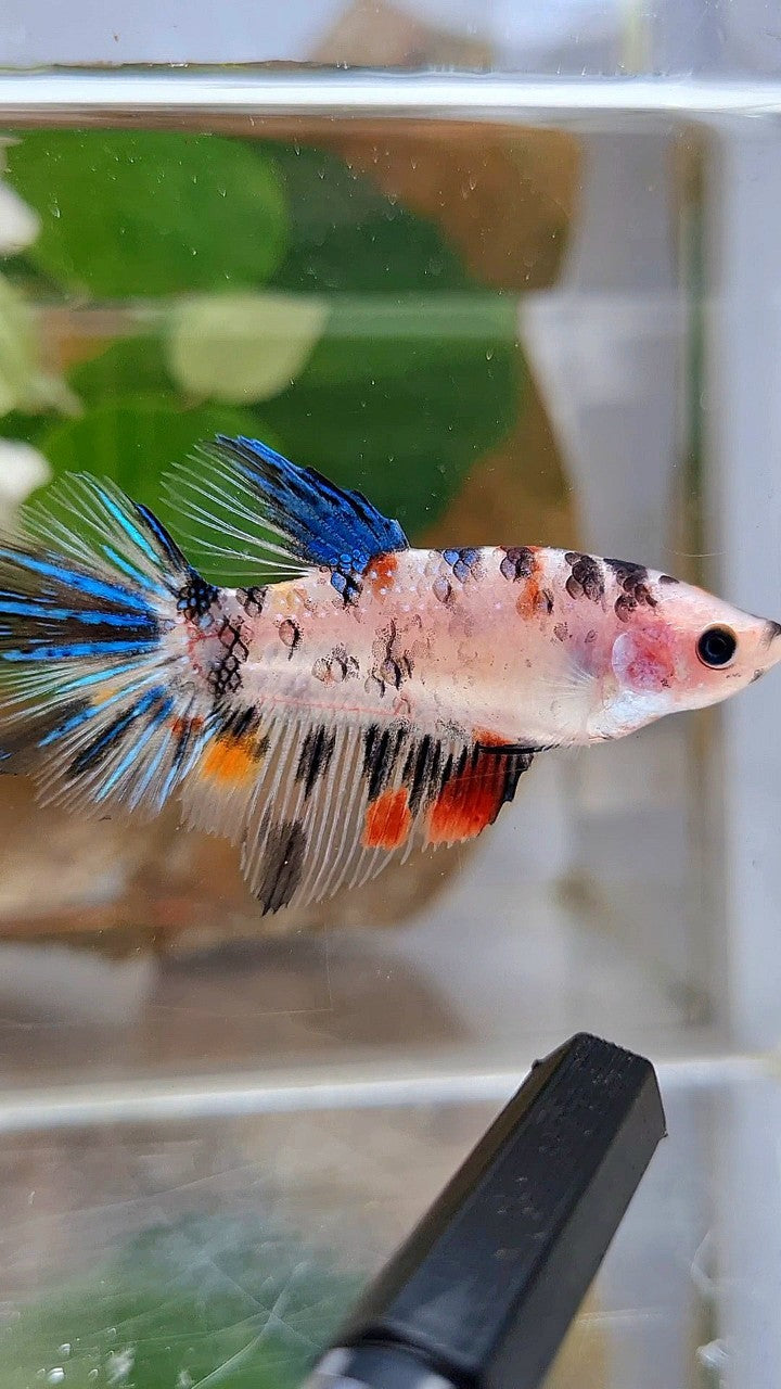 FEMALE HALFMOON KOI DOTS MULTICOLOR BETTA FISH