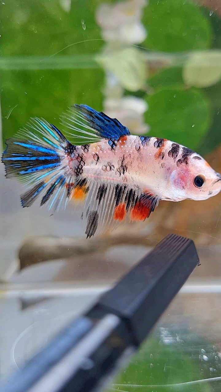 FEMALE HALFMOON KOI DOTS MULTICOLOR BETTA FISH