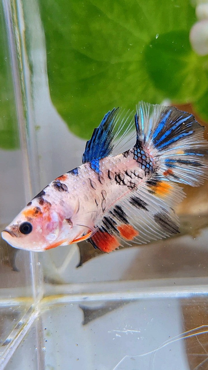FEMALE HALFMOON KOI DOTS MULTICOLOR BETTA FISH