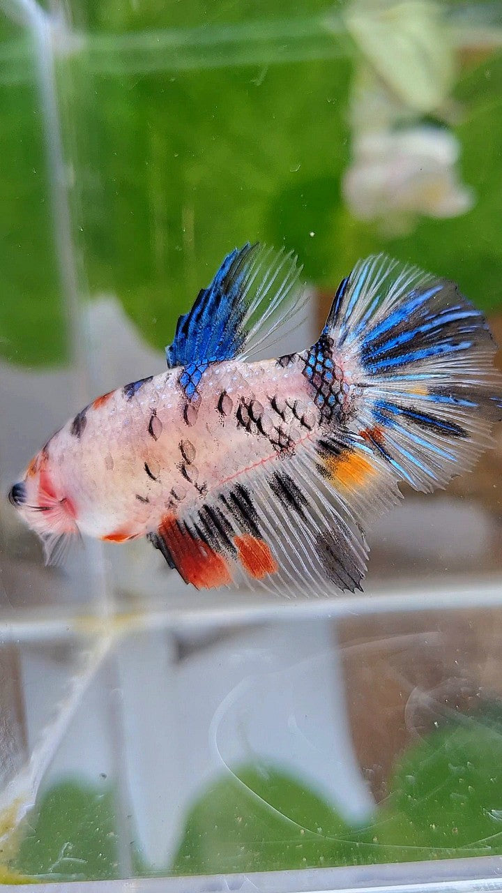 FEMALE HALFMOON KOI DOTS MULTICOLOR BETTA FISH