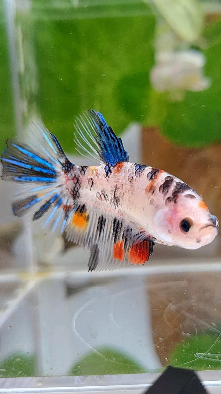 FEMALE HALFMOON KOI DOTS MULTICOLOR BETTA FISH