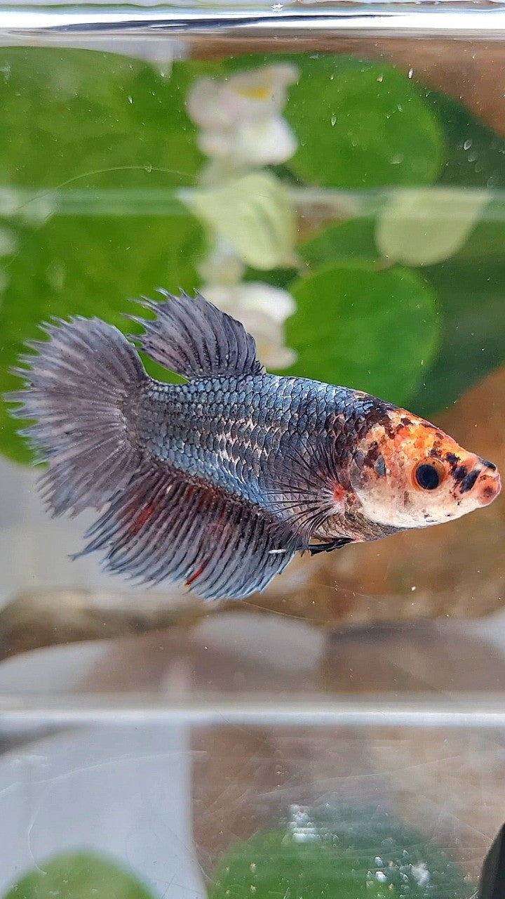 XL FEMALE CROWNTAIL HALFMOON COPPER BETTA FISH