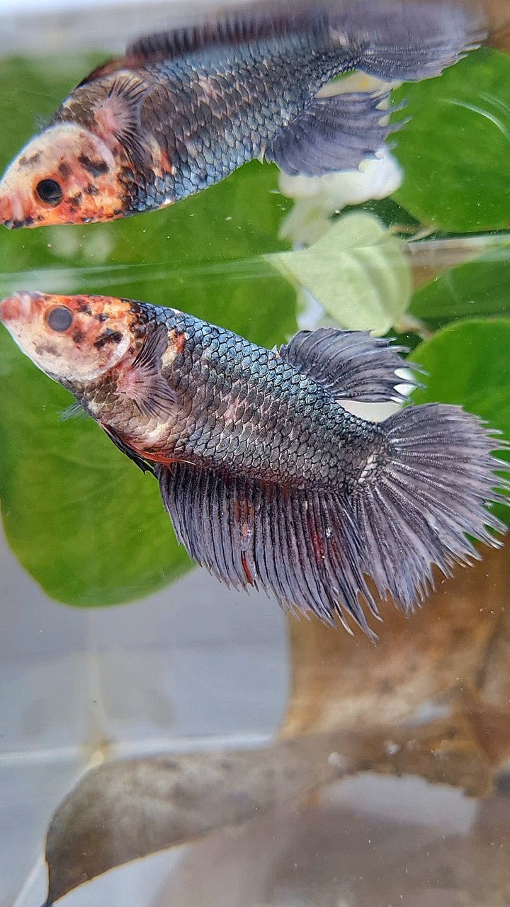 XL FEMALE CROWNTAIL HALFMOON COPPER BETTA FISH