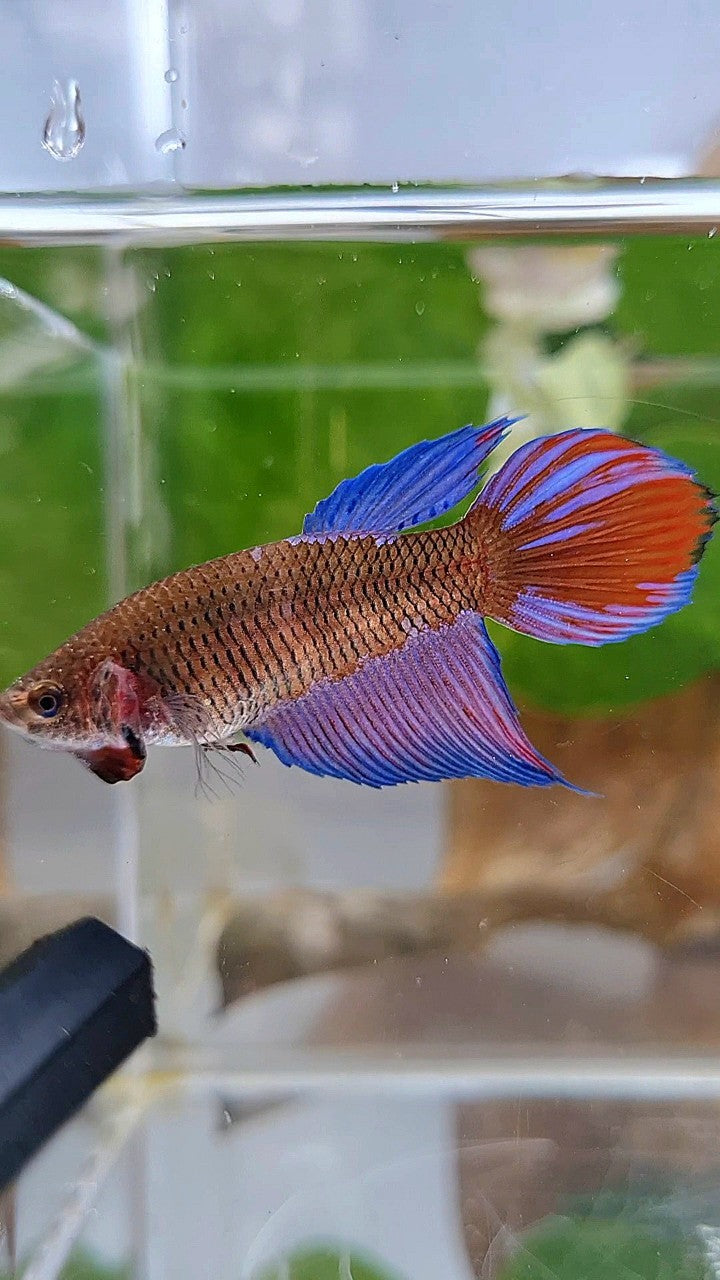 FEMALE VEILTAIL BLACK SAPPHIRE AVATAR BETTA FISH