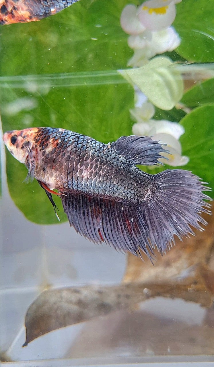 XL FEMALE CROWNTAIL HALFMOON COPPER BETTA FISH