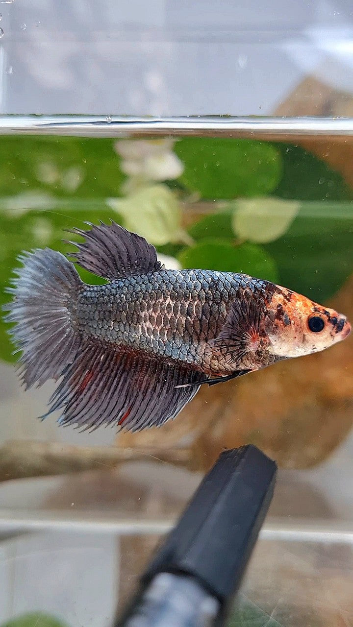 XL FEMALE CROWNTAIL HALFMOON COPPER BETTA FISH
