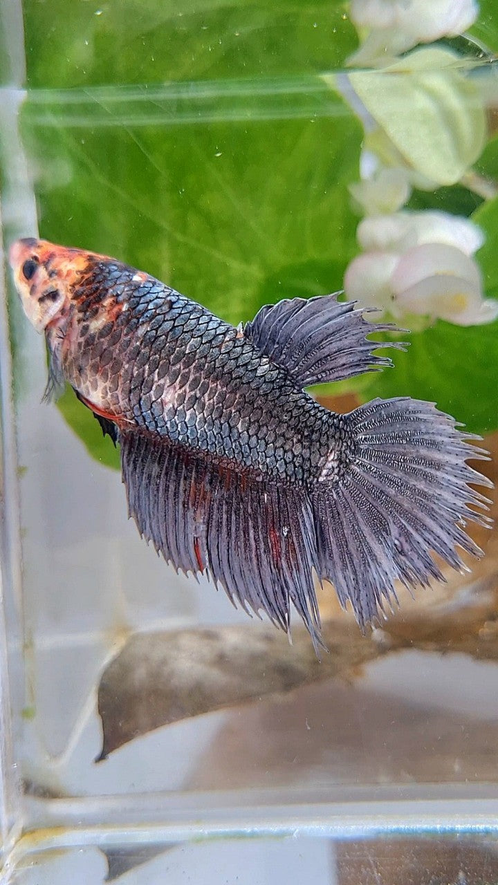 XL FEMALE CROWNTAIL HALFMOON COPPER BETTA FISH