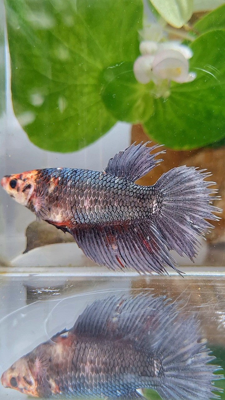 XL FEMALE CROWNTAIL HALFMOON COPPER BETTA FISH