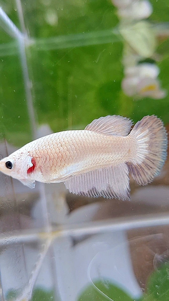 FEMALE HALFMOON COPPER RIM BUTTERFLY BETTA FISH