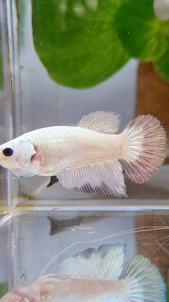 FEMALE HALFMOON COPPER RIM BUTTERFLY BETTA FISH