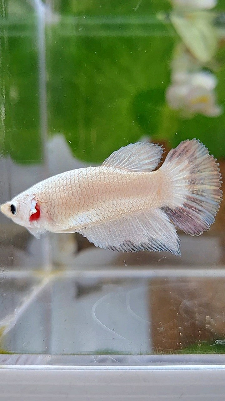 FEMALE HALFMOON COPPER RIM BUTTERFLY BETTA FISH