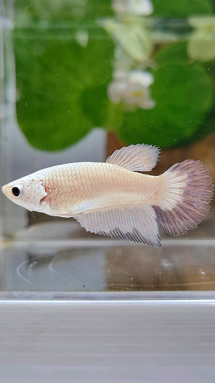 FEMALE HALFMOON COPPER RIM BUTTERFLY BETTA FISH