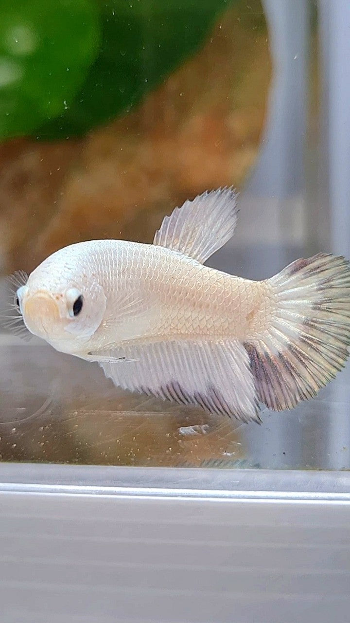 FEMALE HALFMOON COPPER RIM BUTTERFLY BETTA FISH