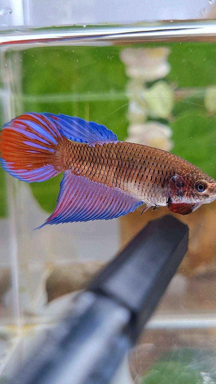 FEMALE VEILTAIL BLACK SAPPHIRE AVATAR BETTA FISH