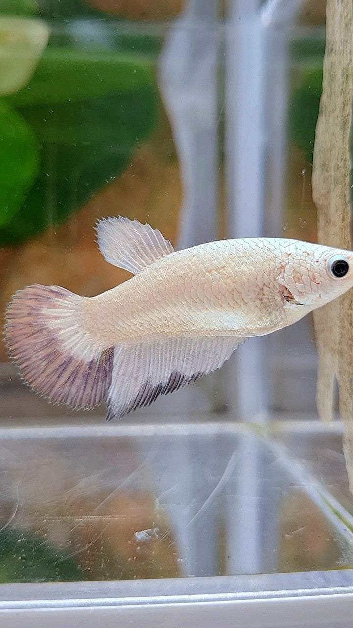 FEMALE HALFMOON COPPER RIM BUTTERFLY BETTA FISH