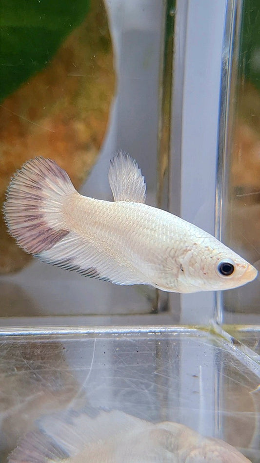 FEMALE HALFMOON COPPER RIM BUTTERFLY BETTA FISH