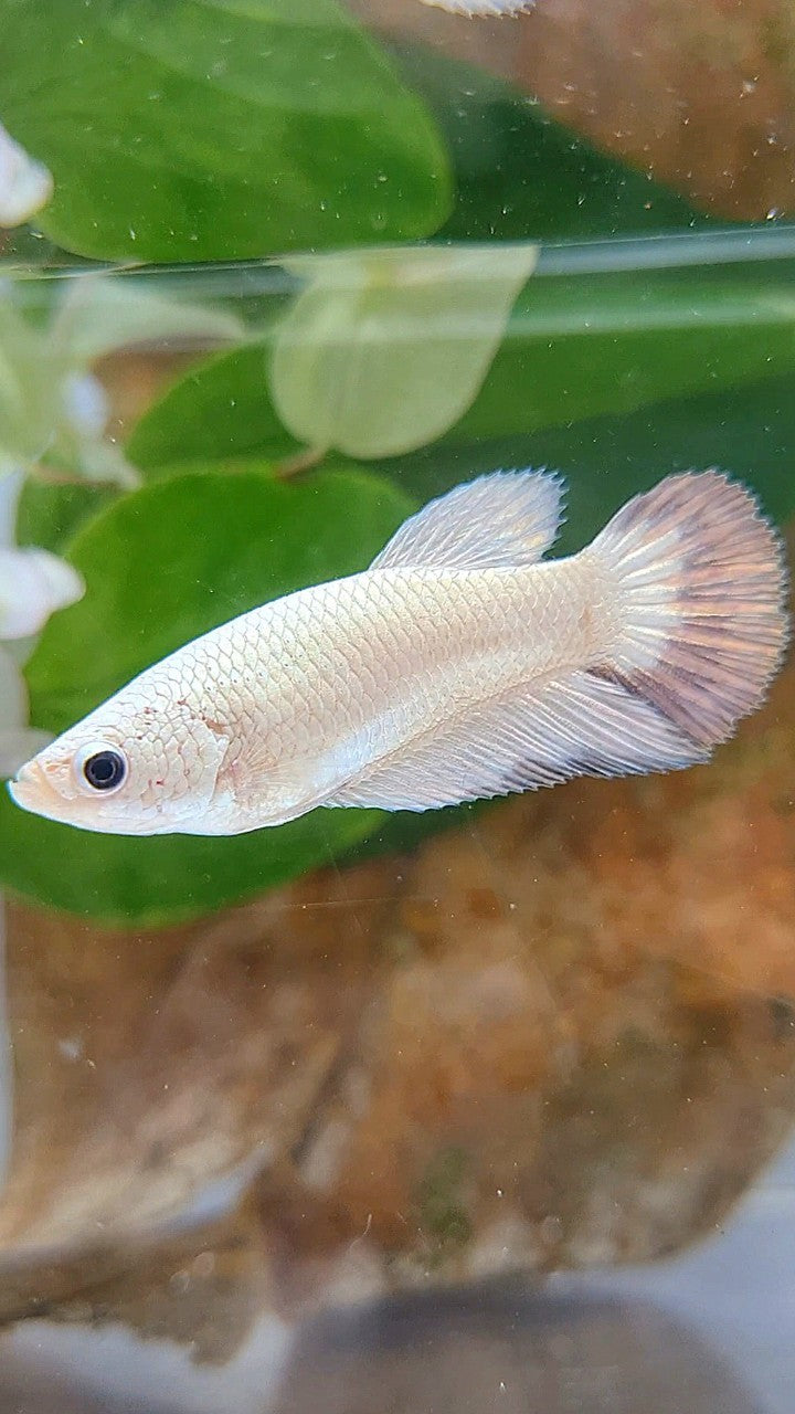 FEMALE HALFMOON COPPER RIM BUTTERFLY BETTA FISH
