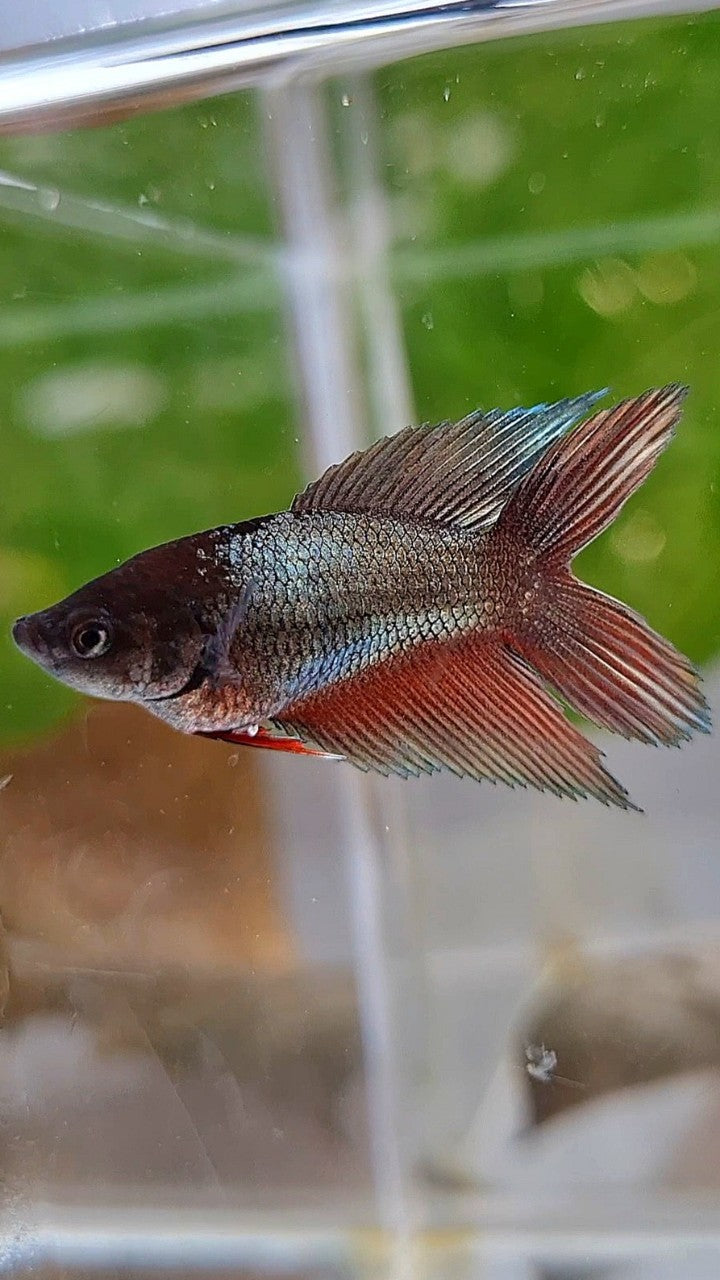 FEMALE VEILTAIL DOUBLE TAIL COPPER REDWASH BETTA FISH