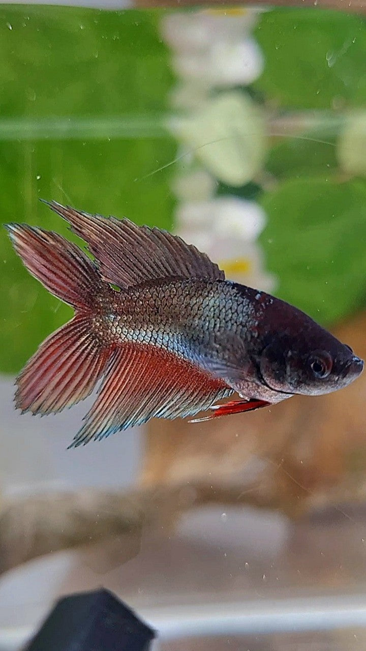 FEMALE VEILTAIL DOUBLE TAIL COPPER REDWASH BETTA FISH