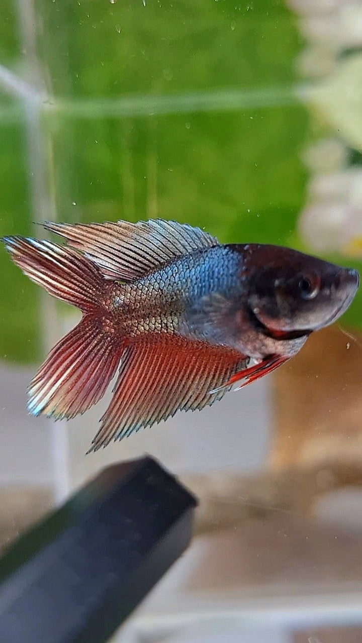 FEMALE VEILTAIL DOUBLE TAIL COPPER REDWASH BETTA FISH