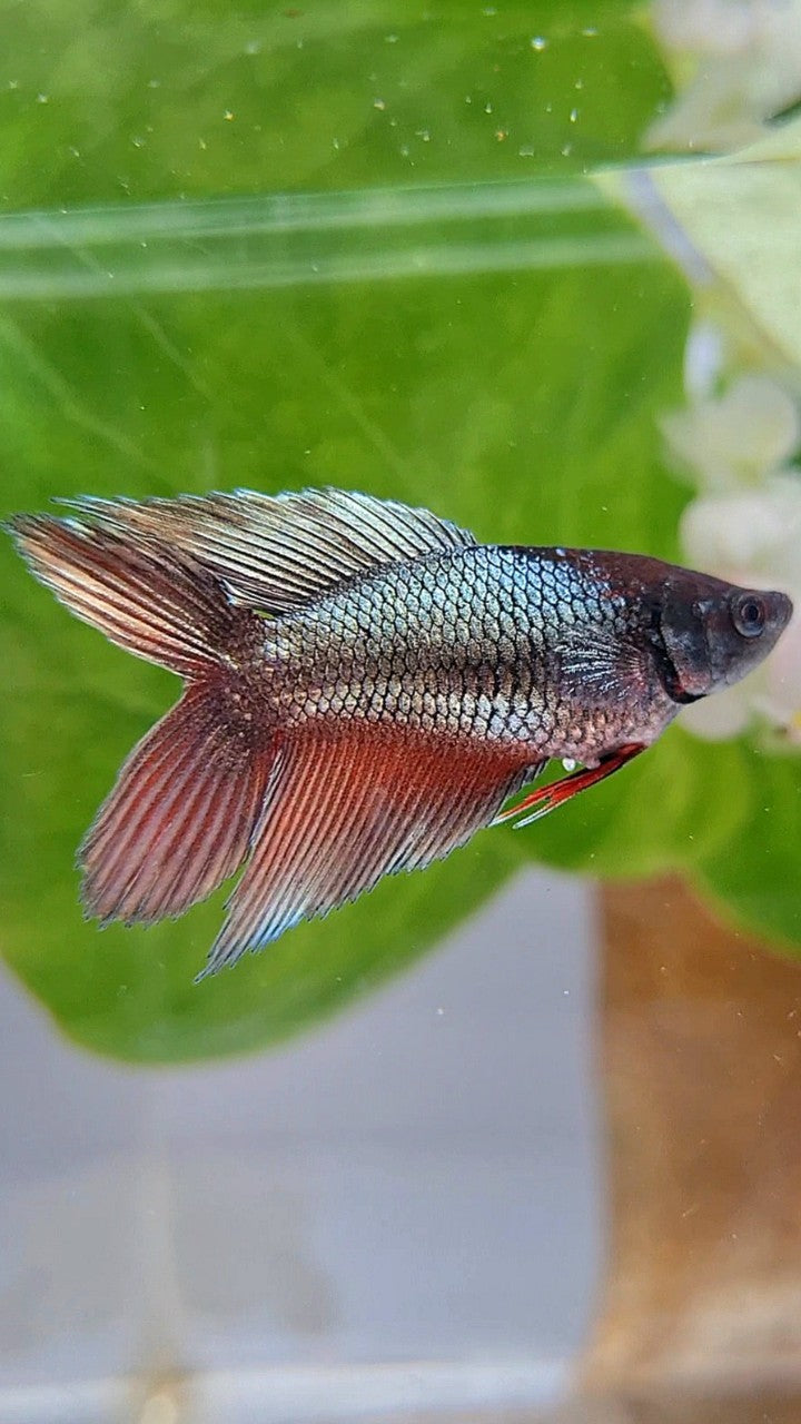 FEMALE VEILTAIL DOUBLE TAIL COPPER REDWASH BETTA FISH