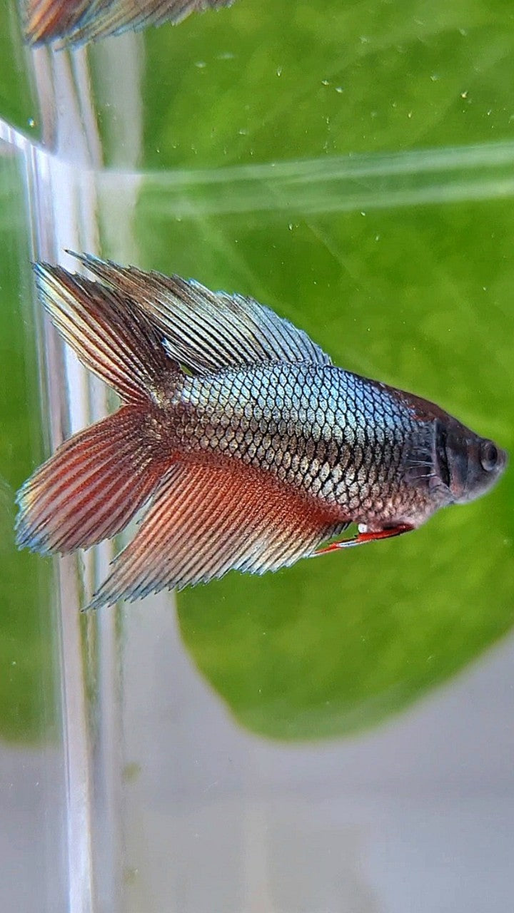 FEMALE VEILTAIL DOUBLE TAIL COPPER REDWASH BETTA FISH