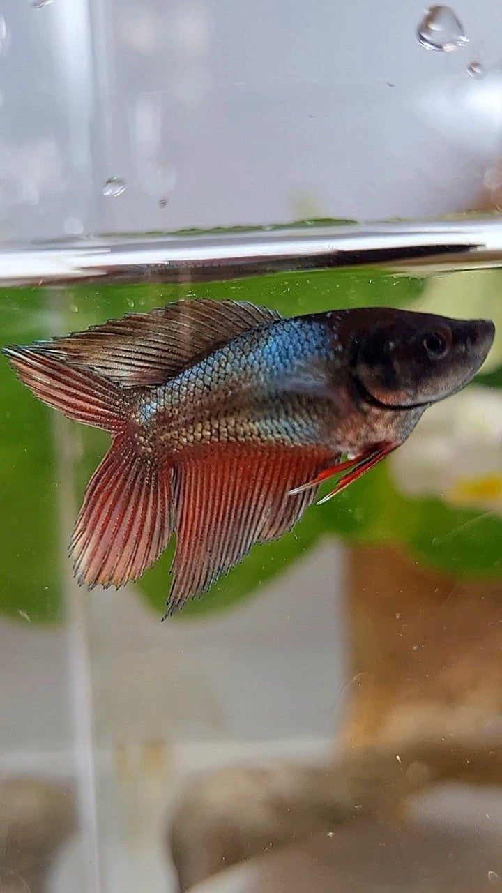 FEMALE VEILTAIL DOUBLE TAIL COPPER REDWASH BETTA FISH