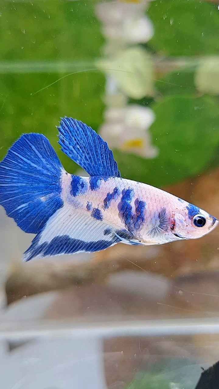 FEMALE HALFMOON BLUE DOTS MARBLE PANDA BETTA FISH