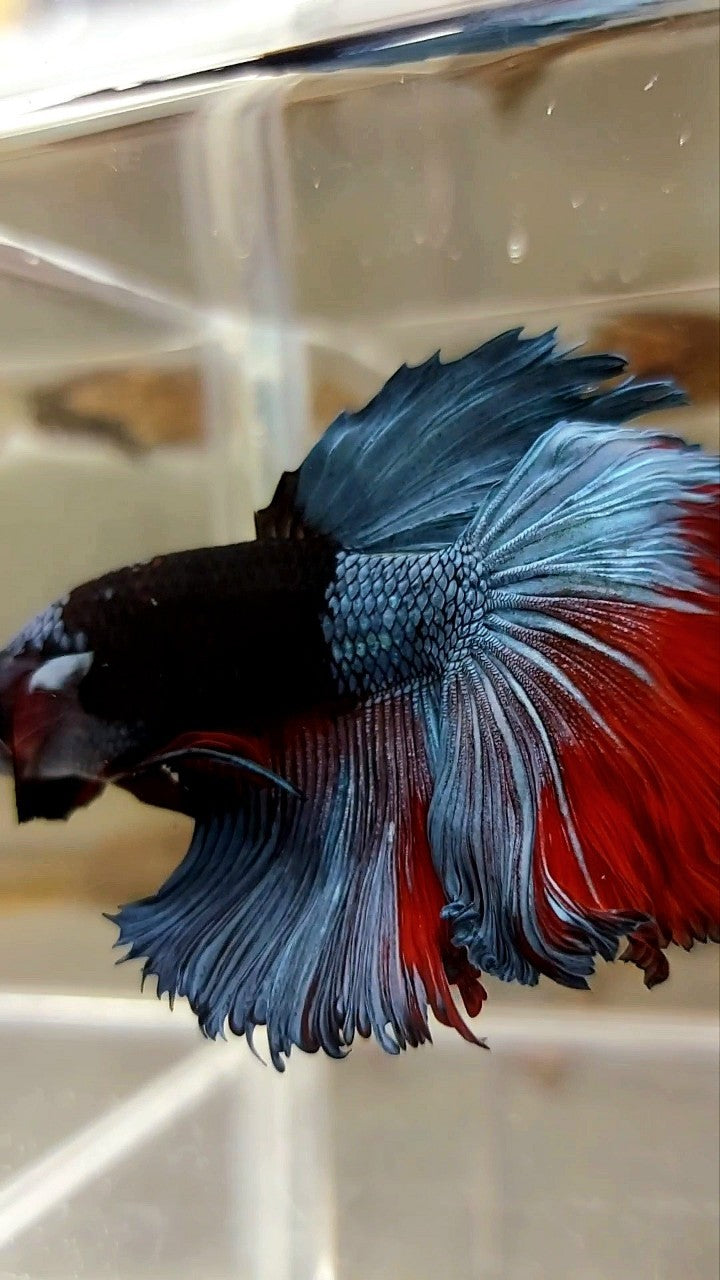 Halfmoon rosetail store betta for sale