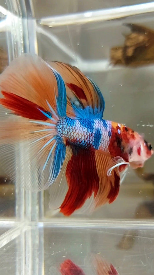 HALFMOON ROSETAIL NEMO FANTASTISCHER MEHRFARBIGER BETTA-FISCH