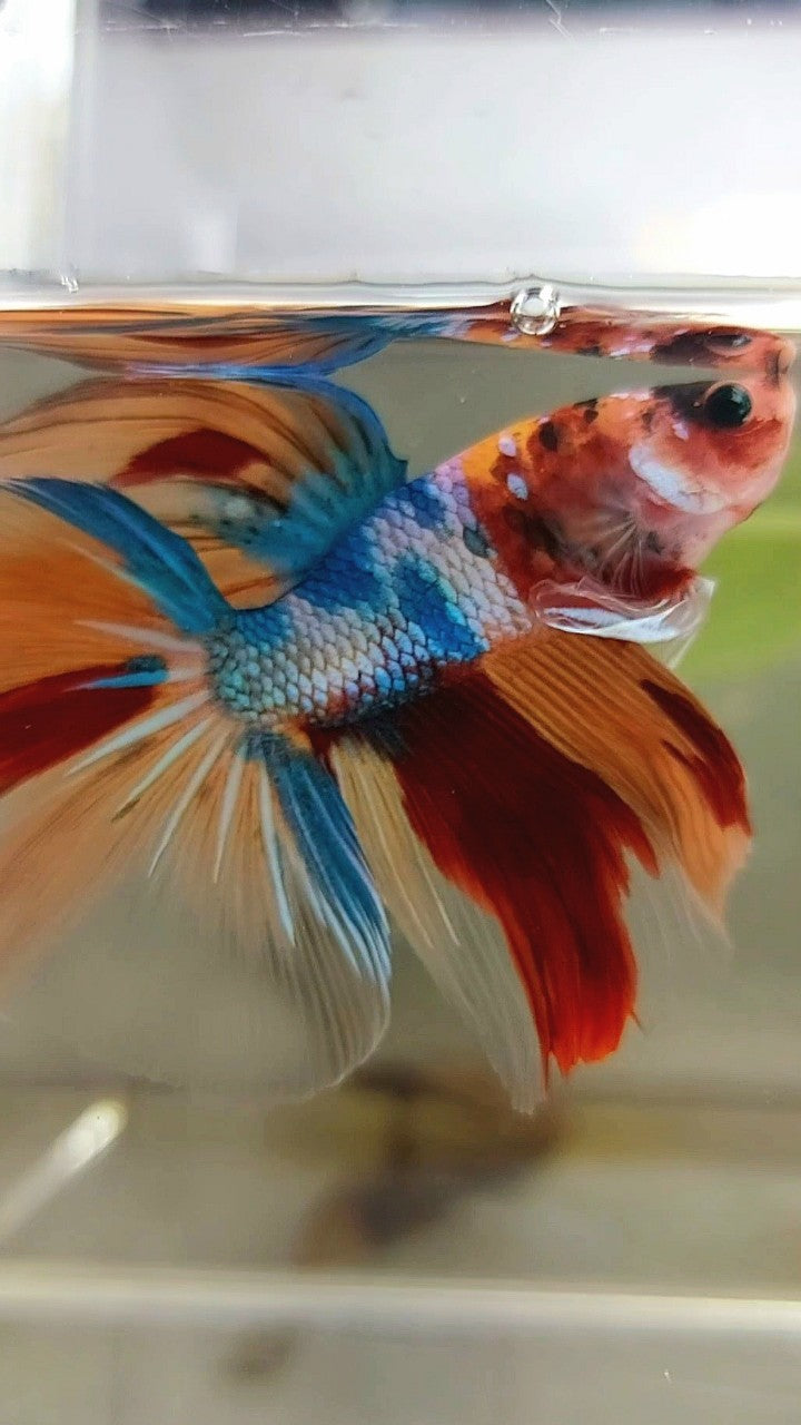 HALFMOON ROSETAIL NEMO FANTASTISCHER MEHRFARBIGER BETTA-FISCH