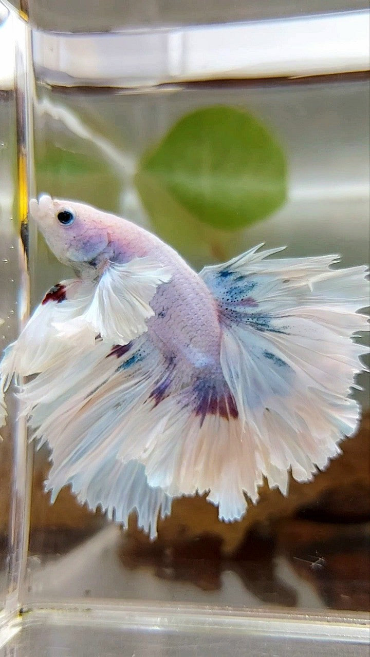 LUXUS HALFMOON SUPER DUMBO OHRFEDERSCHWANZ WEISS LILA BETTA FISCH