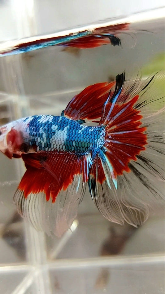 HALFMOON ROSETAIL RED KOI FANTASTISCHER MEHRFARBIGER BETTA-FISCH
