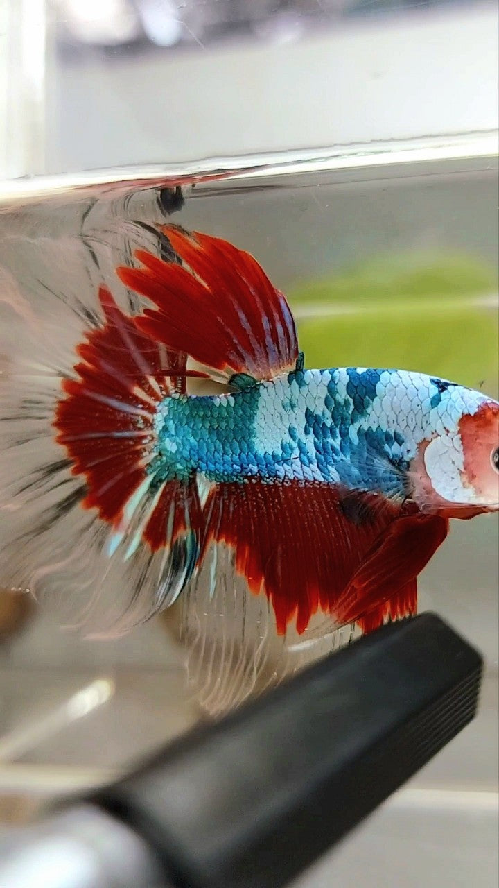 HALFMOON ROSETAIL RED KOI FANTASTISCHER MEHRFARBIGER BETTA-FISCH