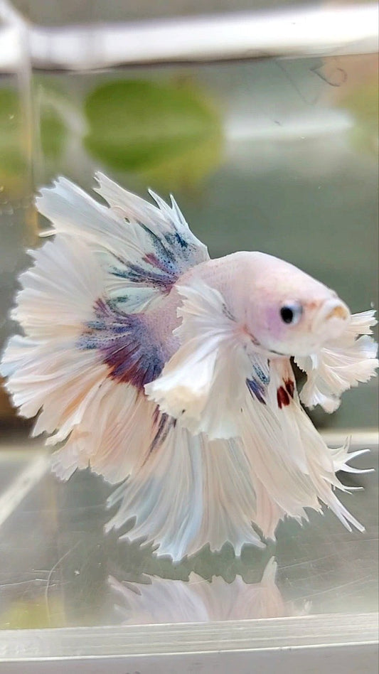 LUXUS HALFMOON SUPER DUMBO OHRFEDERSCHWANZ WEISS LILA BETTA FISCH