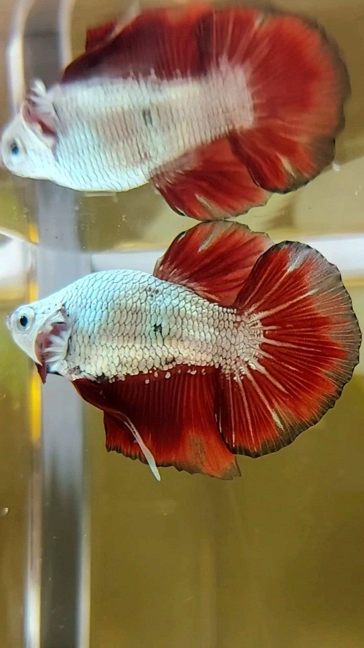 BONSAI MINI PLAKAT RED DRAGON SNOW UNIQUE BETTA FISH