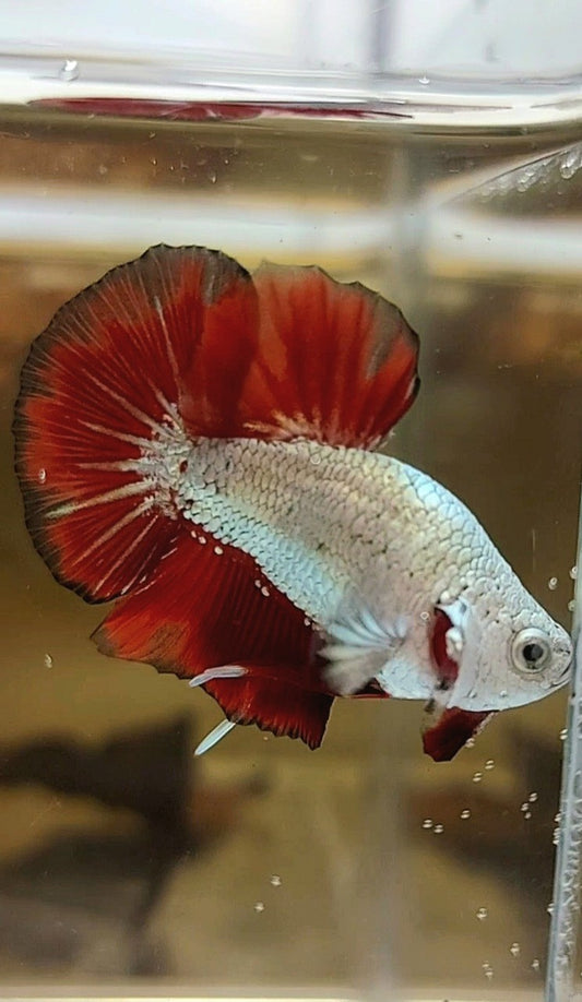 BONSAI MINI PLAKAT RED DRAGON SNOW UNIQUE BETTA FISH