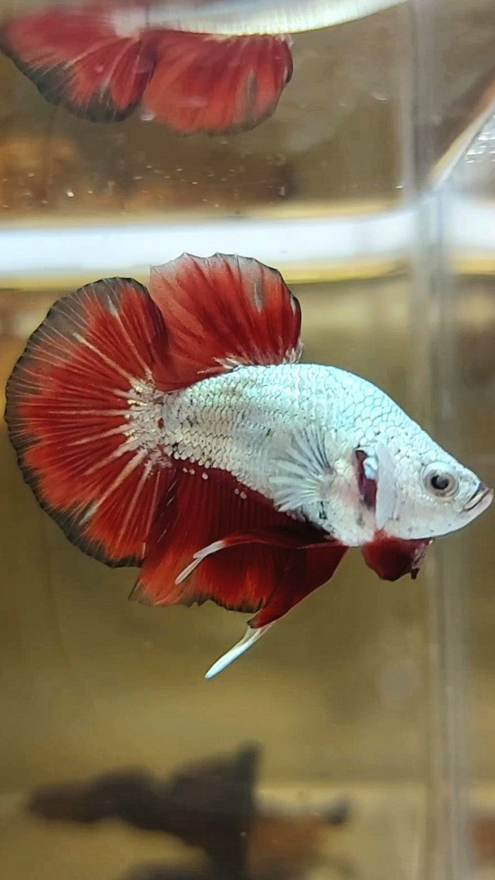 BONSAI MINI PLAKAT RED DRAGON SNOW UNIQUE BETTA FISH