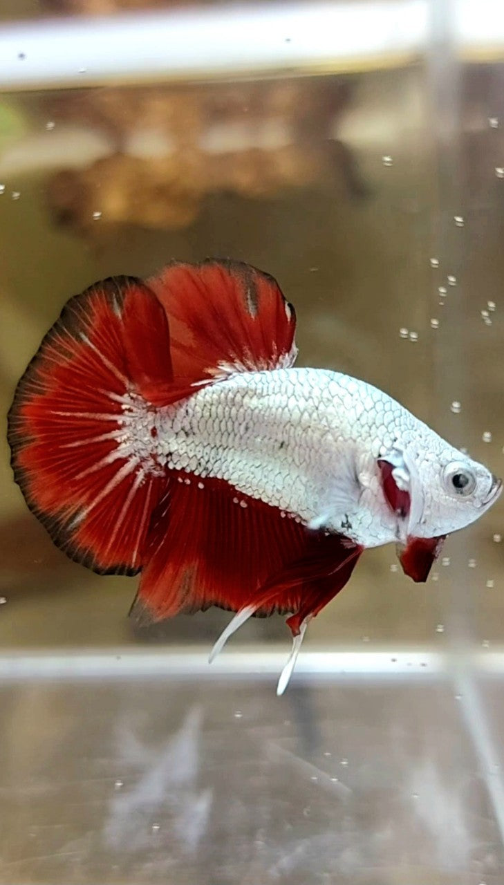 BONSAI MINI PLAKAT RED DRAGON SNOW UNIQUE BETTA FISH
