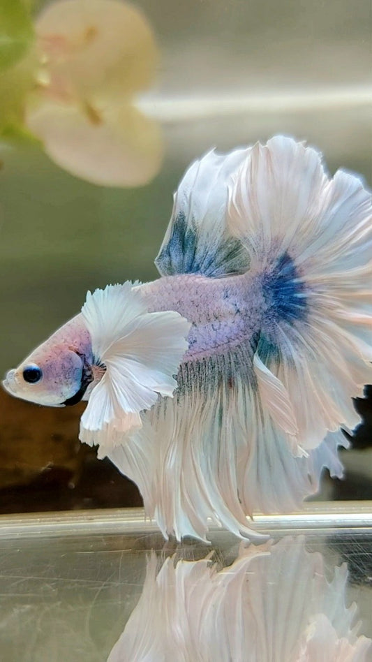 LUXUS HALFMOON SUPER DUMBO OHRFEDERSCHWANZ WEISS BLAU GRIZZLE BETTA FISCH