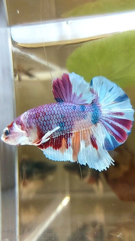 PLAKAT LILA METTALISCHER MEHRFARBIGER BETTA-FISCH