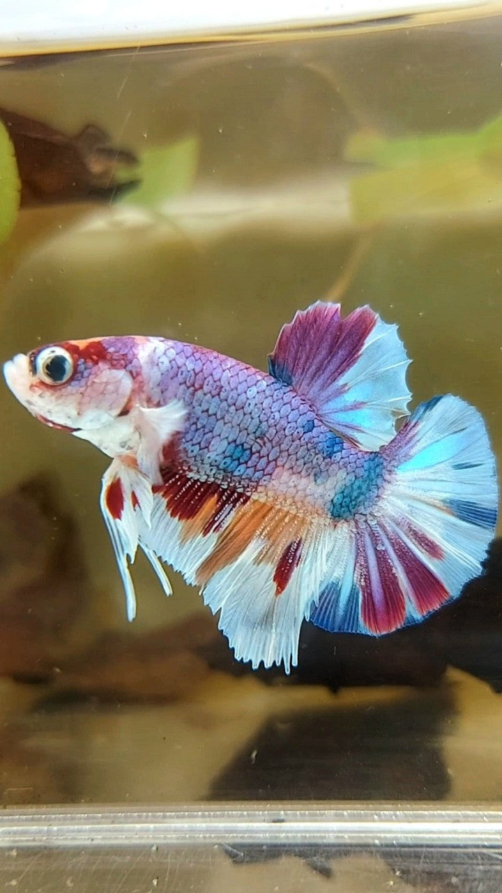 PLAKAT LILA METTALISCHER MEHRFARBIGER BETTA-FISCH