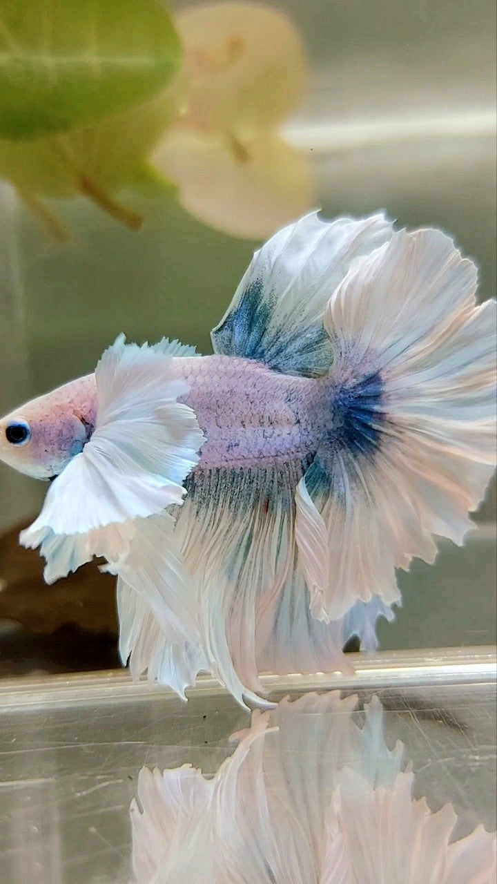 LUXUS HALFMOON SUPER DUMBO OHRFEDERSCHWANZ WEISS BLAU GRIZZLE BETTA FISCH
